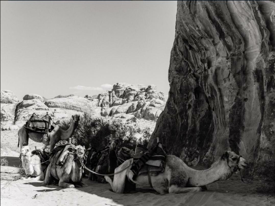 Wadi Rum Moon Camp מראה חיצוני תמונה