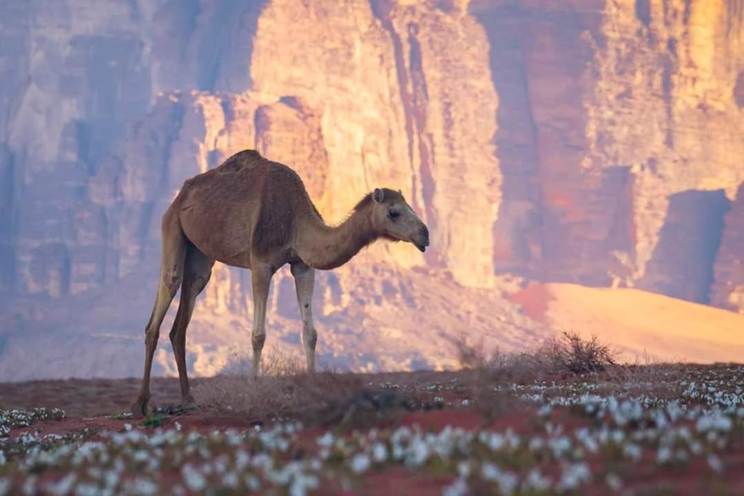 Wadi Rum Moon Camp מראה חיצוני תמונה